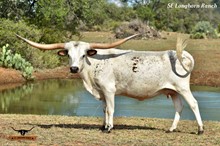 SEL RIO FANCY TUFF