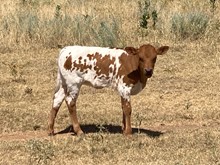 HL Tari's Rebel River x Fireman BCR 049 heifer