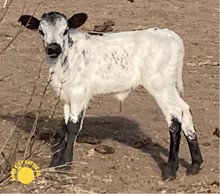 ✨LHB Metallic Cow✨ 