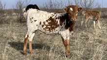 Red Headed Bandita BCB X Fireman BCR 049 heifer