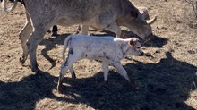 BCR Royal Essence 042 X Solid Ground BCR 053 calf