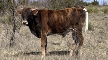 RO Sweetie Pie X Way More bull