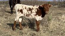 Hot Dang LHB
