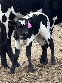 Fringe Heifer