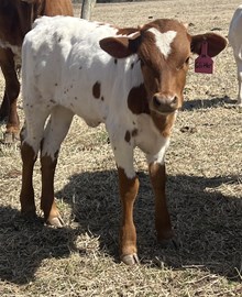 Glitter Heifer
