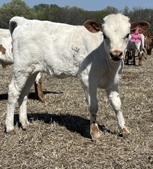 Crystal Heifer