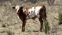 Top Penny X Backfired Love LV bull