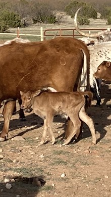 Whiskey Grin BCB x Solid Ground BCR bull