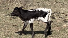LHB Metallic Cow X Solid Ground BCR 053 heifer