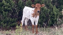 BCR Tari's Twenty 239 X Fireman BCR 049 heifer